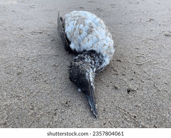 A dead common guillemot fish eating seabird washed ashore on a sandy beach - Shutterstock ID 2357804061