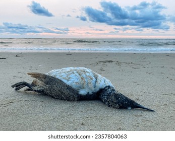 A dead common guillemot fish eating seabird washed ashore on a sandy beach - Shutterstock ID 2357804063