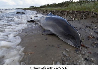 Dead Common Porpoise By Sea