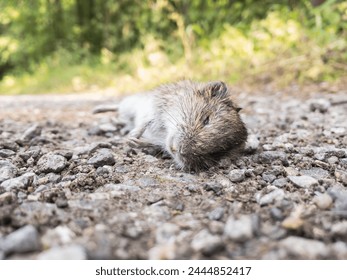 Dead Common vole (Microtus arvalis) animal on road in forest