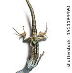 Dead Common Wall Lizard PPT template 90 | CrystalGraphics