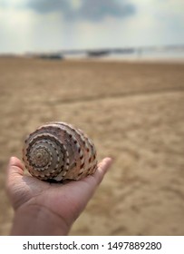 Dead Conch Shell with Blurry Foreground and background. Selective Focus is used.