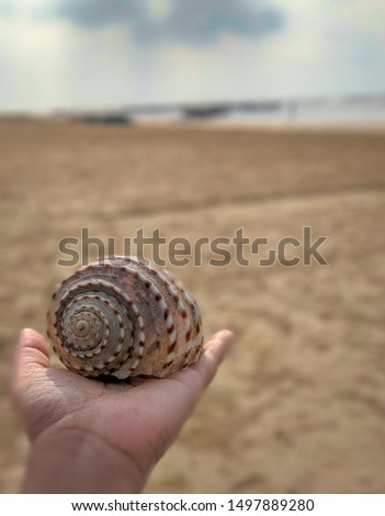Dead Conch Shell with Blurry Foreground and background. Selective Focus is used.