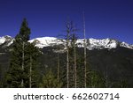 Dead conifers killed by bark beetle in Rocky Mountain National Park