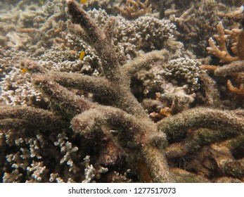 Dead Coral With Algae Found At Coral Reef Area  