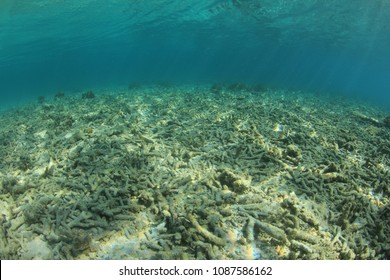 Dead Coral Reef. Coral Bleaching Due To Global Warming, Climate Change