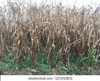 Dead Corn Field.