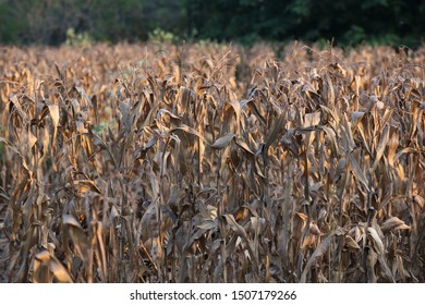 Dead Corn Plant. Drought On The Corn Farm, Dry Plants Die In Dry Weather. The Leaves Are Brown. The Concept Of Global Warming.