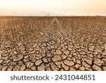 Dead corn under an orange sky, capturing the eerie silence of a once thriving agriculture crippled by climate change.