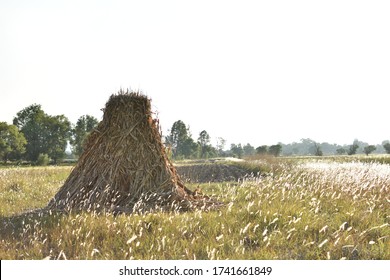 Dead Corn And Wheat Crop Field.