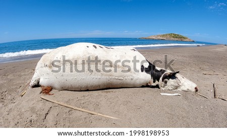 Dead cow in the beach, Death nature, dead animal, human ecology issues, The corpse of a cow in the Mediterranean sea Coast, dead animal, Jijel, Algeria, North Africa.
