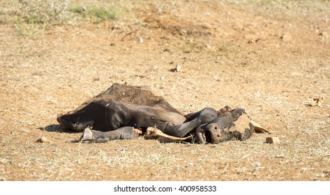 Dead cow decaying in the drought conditions in Botswana, Africa