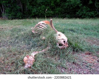A Dead Cow lies in the grass. A cow carcass is overgrown by weeds and grass.