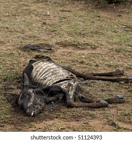 Dead Cow On Ground Tanzania Africa Stock Photo 51124393 | Shutterstock