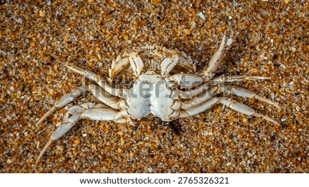 dead crab shell beach abstract