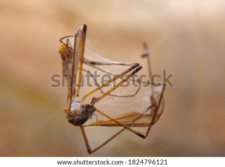dead crane fly caught in web