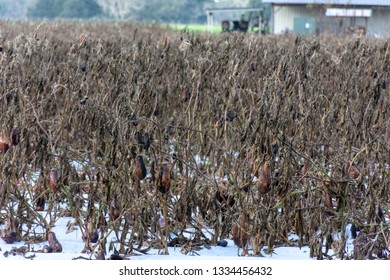 Dead Crop Field 