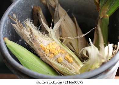 Dead Crop In A Metal Bucket 