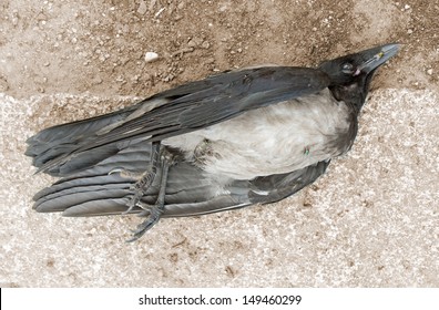 7,100 Dead crow Images, Stock Photos & Vectors | Shutterstock