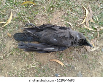 7,100 Dead crow Images, Stock Photos & Vectors | Shutterstock