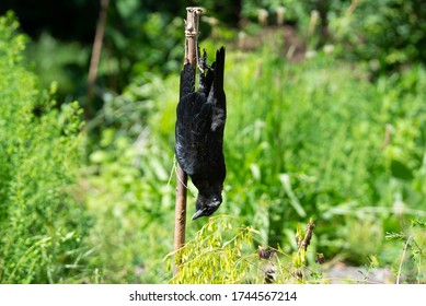 Hanging Dead High Res Stock Images Shutterstock