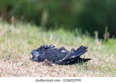 Dead Crow Lying On Dry Summer Lawn