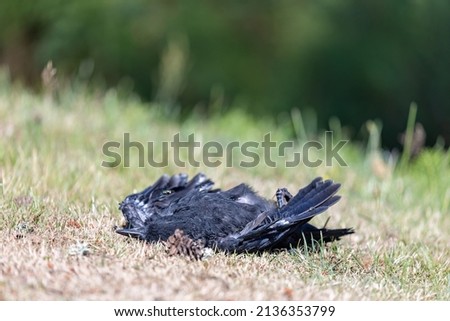 dead crow lying on dry summer lawn
