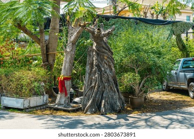 Dead cut tree trunk standing in the middle of lush greenery beside a residential garden.