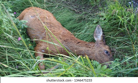 Dead Dear By The Roadside