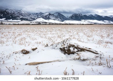 Dead Dear Dusted In Snow In Gardiner, MT