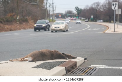 Dead Dear On The Asphalt Road Hit By A Car.