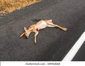 Dead Dear On The Asphalt Road Hit By A Car.