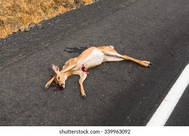 Dead Dear On The Asphalt Road Hit By A Car.