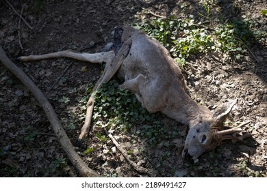 Dead Dear On Forest Floor Already Eaten By Wild Animals - Slovenia