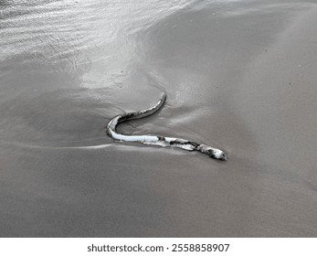 A dead decayed eel washed ashore found on a beach in Hua Hin, Thailand.