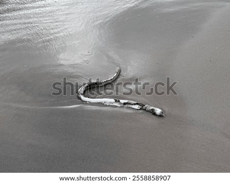 A dead decayed eel washed ashore found on a beach in Hua Hin, Thailand.