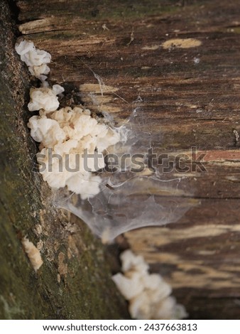 Dead decaying fallen tree with jelly fungus, spider web, and a crane fly. 