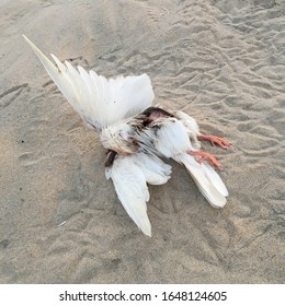 A dead, decaying seagull lies on the sands of a beach