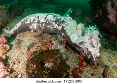 Dead, decomposing shark on a recently dynamite fished coral reef in Myanmar (Burma)