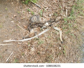 Deer Carcass Images, Stock Photos & Vectors | Shutterstock