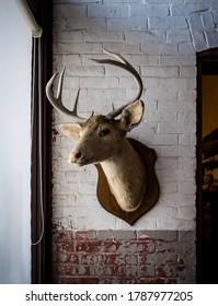 Dead Deer Head Trophy On Vintage Wall