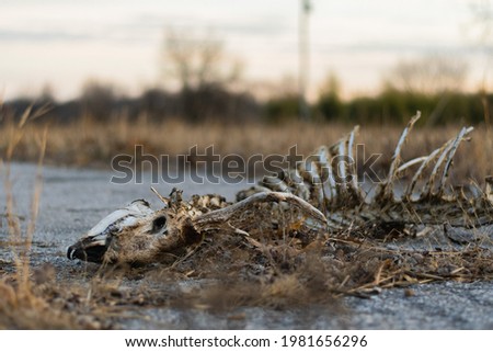Dead Deer skeleton skull and ribs in yellow grass field