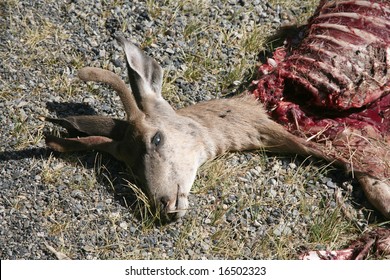 Dead Deer That Has Been Partially Eaten