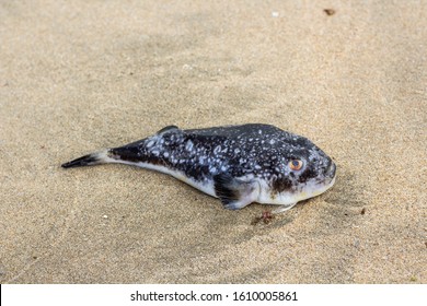 Dead Diodontidae Fish Found On Beach