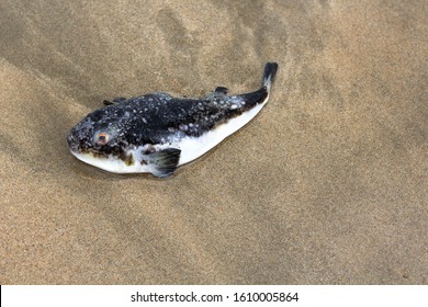 Dead Diodontidae Fish Found On Beach