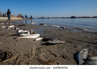 Dead Discarded Fish On The Sandy Bank Of The River