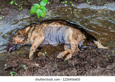 Dead Dog In A Ditch