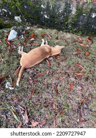 Dead Dog Laying  On Road Side