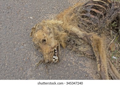 Dead Dog Lying On Macadamized Road - The Dog Hit By A Car
