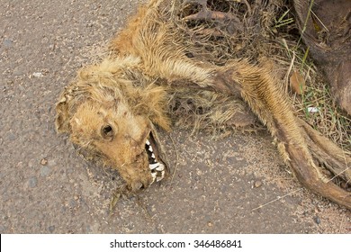 Dead Dog Lying On Macadamized Road - The Dog Hit By A Car 